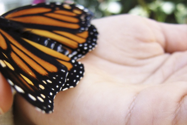 Raising Monarchs