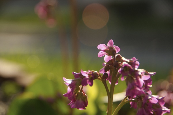 Bergenia and finding my photographer's voice