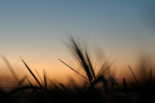 Prairie Grass at sunset
