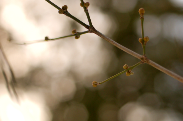 anyone know what tree produces these little beauties?