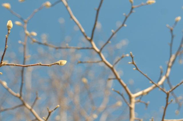 Magnolia Catkins