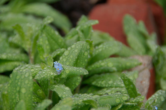 itty bitty forget me nots
