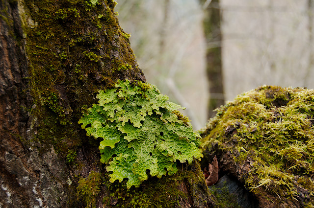 green lichen