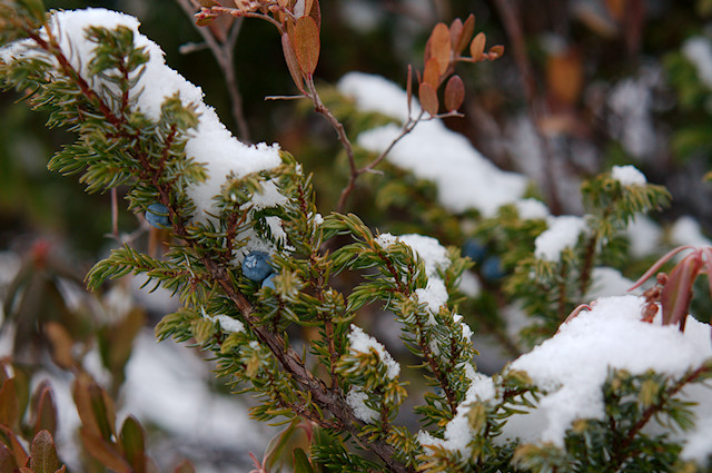 juniper berries under snow