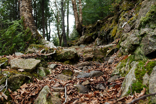 hiking trail up close