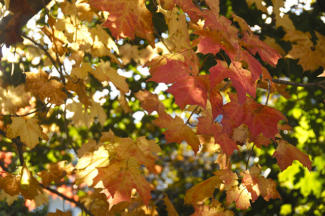 maple tree colors