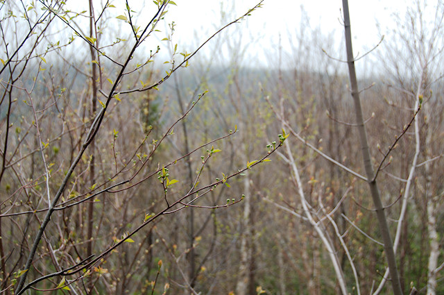 new spring leaves