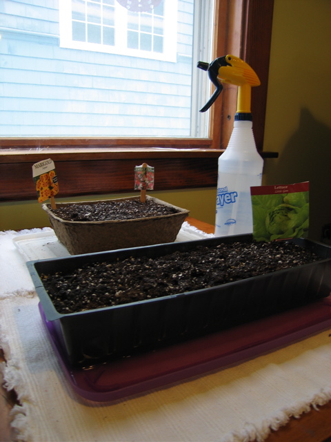Seedlings start