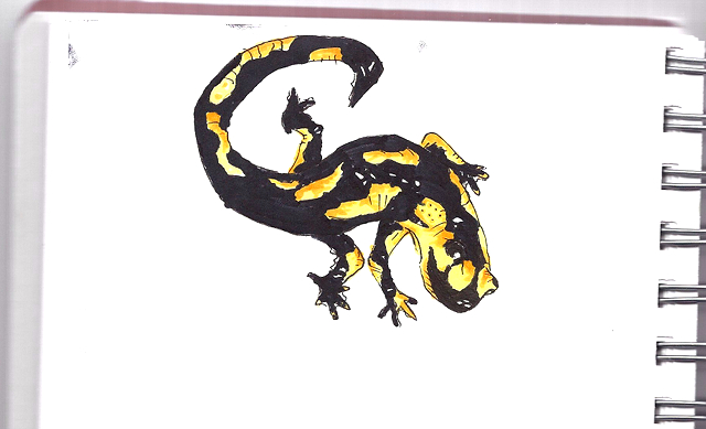 tiger salamander drawing