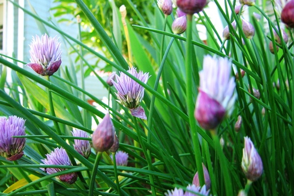 Front Yard Chives