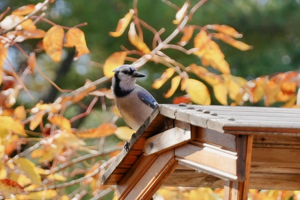 Mid-Autumn Update & Happy Halloween!