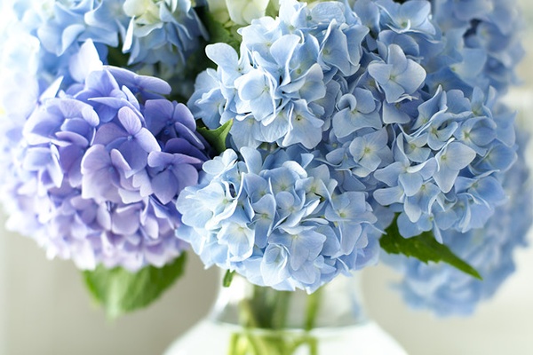 Friday's Flowers ~ Cool Blues