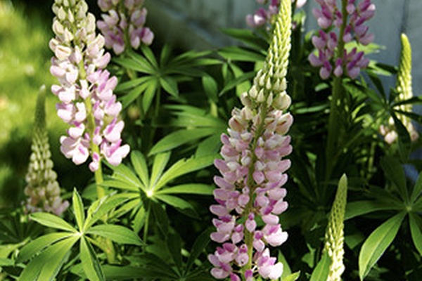 Friday's Flowers ~ Lupines
