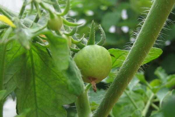 Garden Report - Tomato Fruit