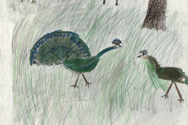 Peafowl Art