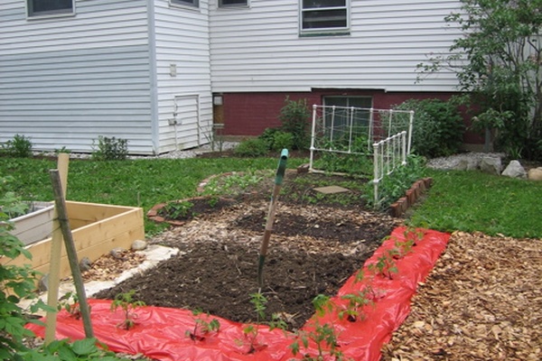 Garden Report - Tomatoes Planted