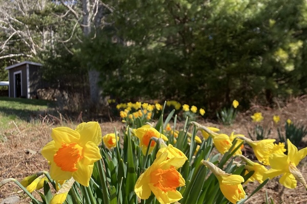 Daffodils, peepers, seed starting & snow - It’s spring on the South Shore.