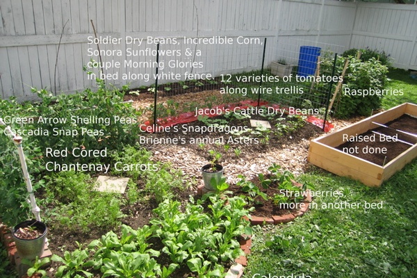 Garden Report - Mid June