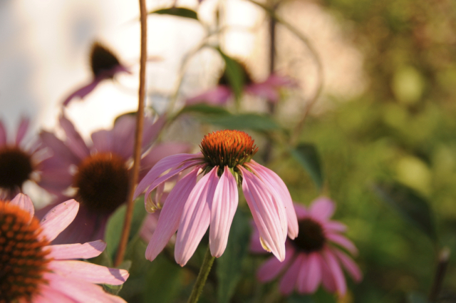 September Echinacea