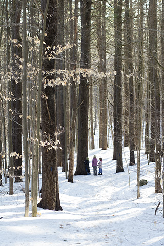 thorncrag tall trees