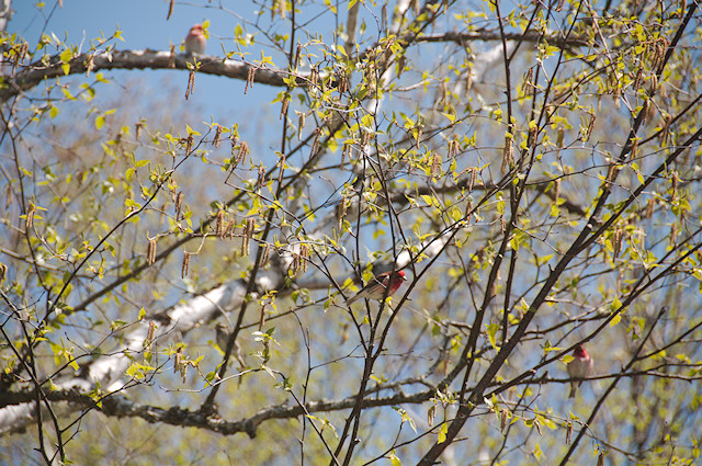 purple finches in tree