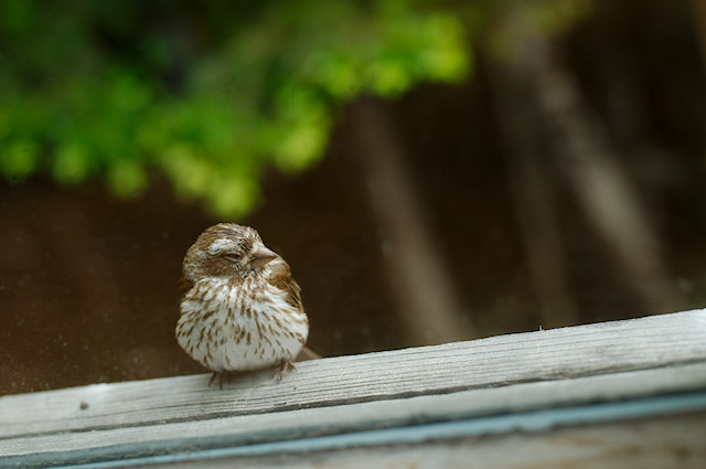 bird on window ledge