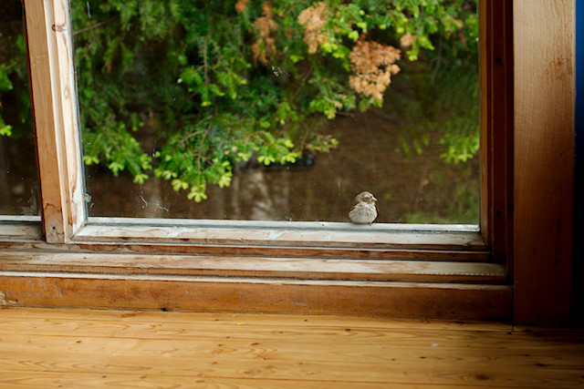 bird at window
