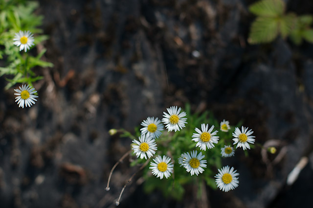 flowers growing in rocks