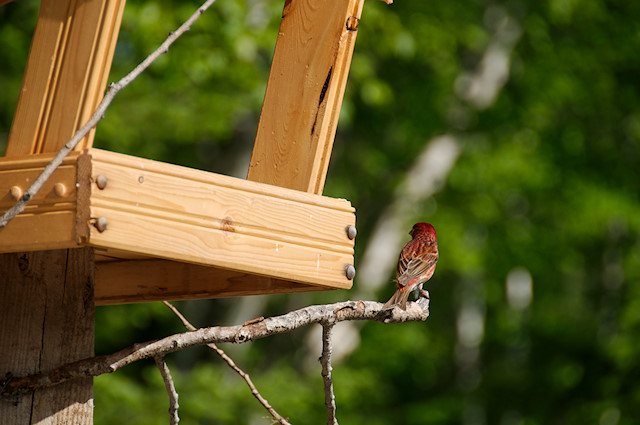 back of purple finch