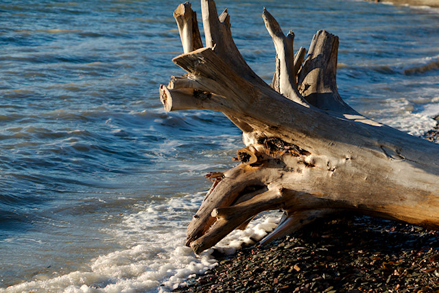 driftwood