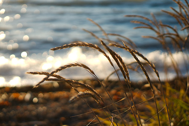beach grasses
