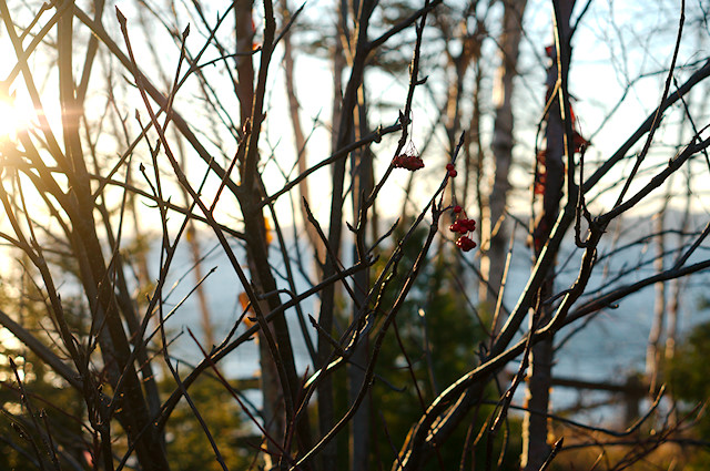 November sun through trees