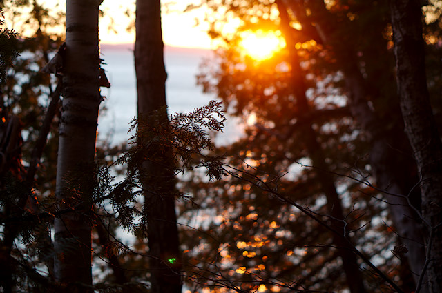 setting sun in cedars