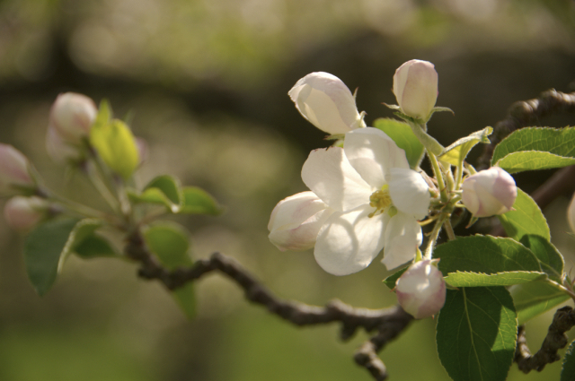 apple blossom: at the farm