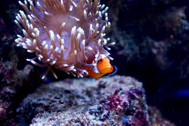 Clownfish