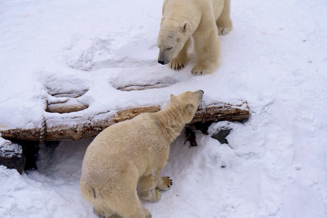 Polar bears in aquarium