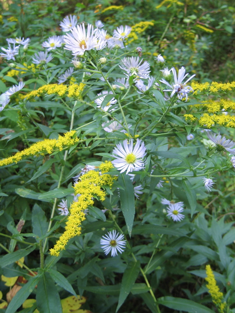 Asters and goldenrod
