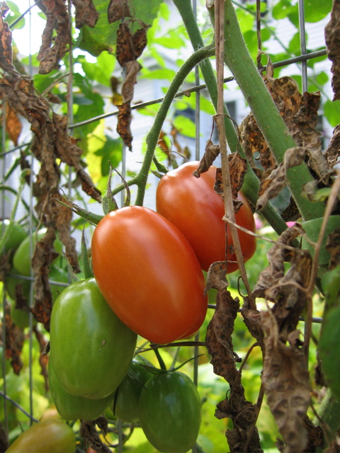 August Juliet Tomatoes