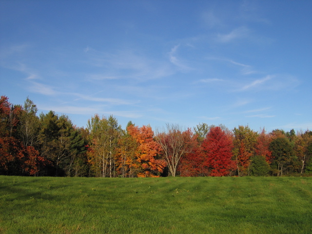 Autumn leaves and sky