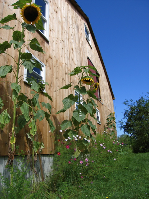 Barn Sunflowers at the farm