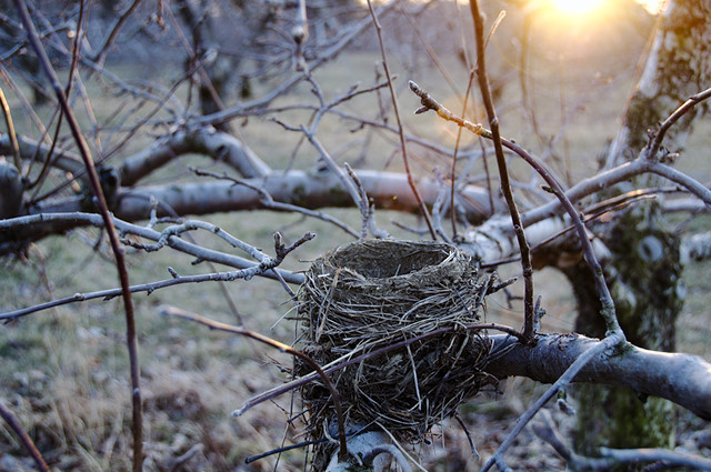 birds nest in apple tree