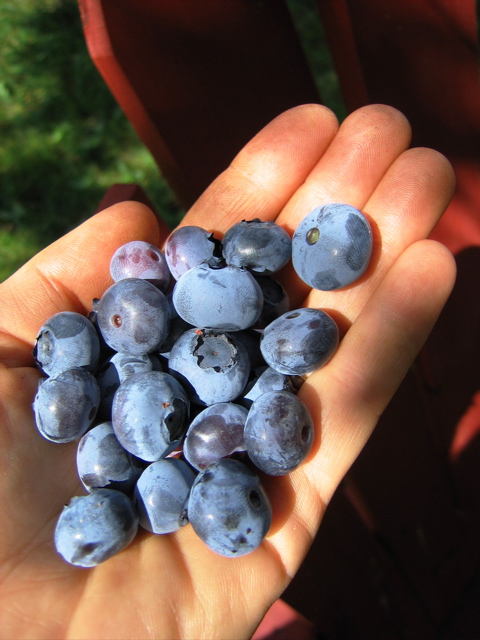 Blueberry Farm Hand