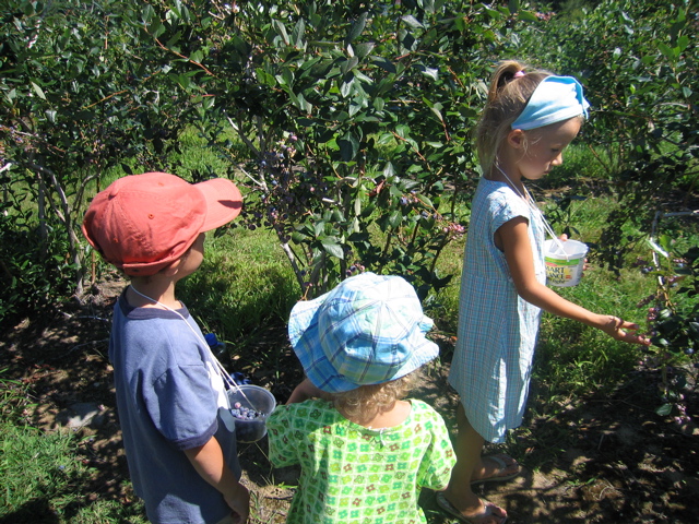 Kids berry picking