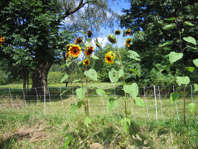 Sunflowers at farm - Brienne took photo