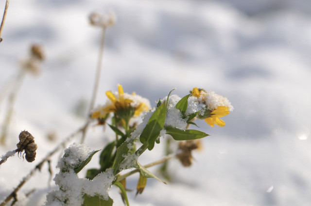 calendula under snow: nothing handmade but so cheery it just begged to be included
