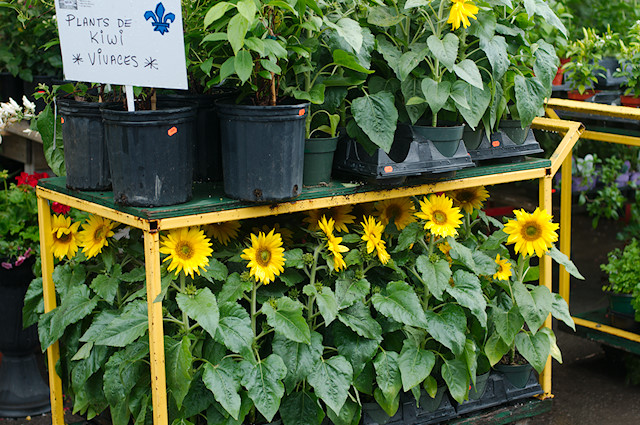 cart of sunflowers