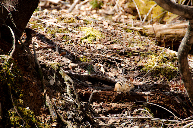 chipmunk