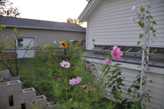 Compost Corner: The mundane in my backyard