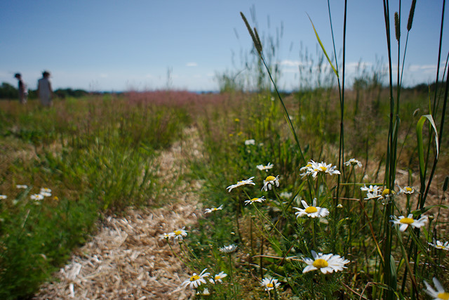 Daisies in strawberry field