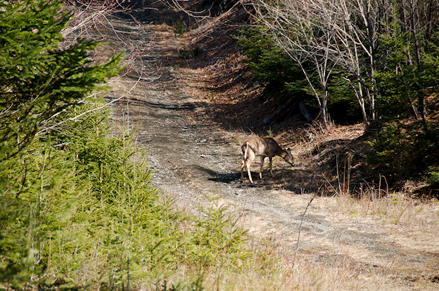 deer in road